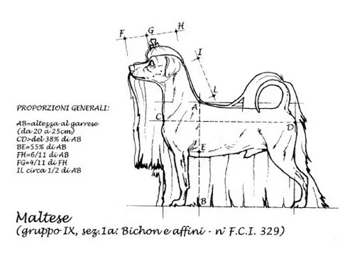 disegno misure e proporzioni standard maltese